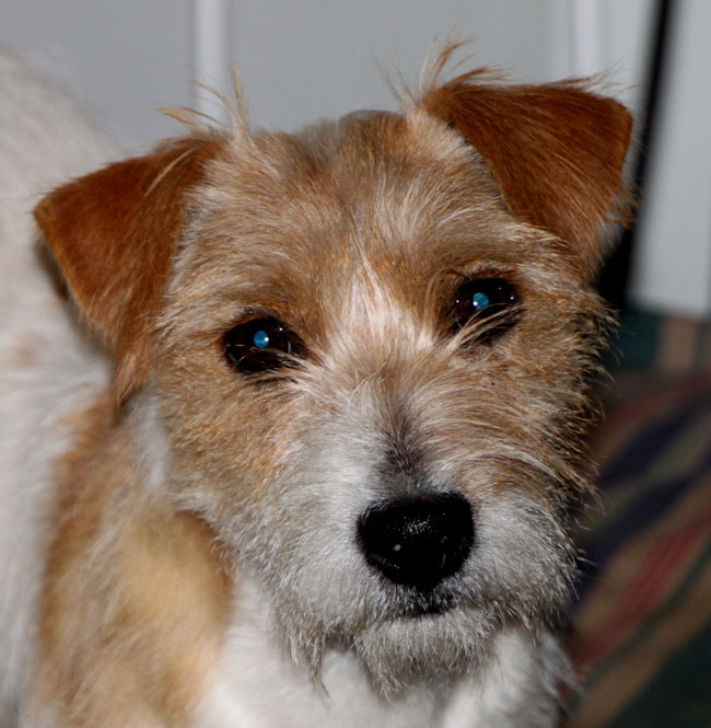 Ruwharige Jack Russel Herplaatsing FotoGallerij Jachterhoek Jacks Jack Russell Terriër